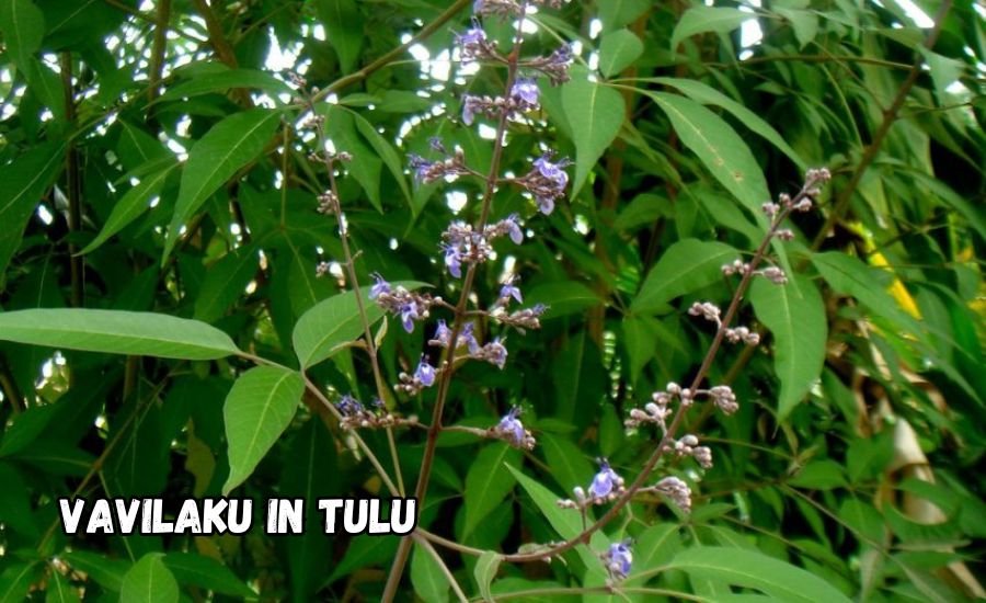 vavilaku in tulu