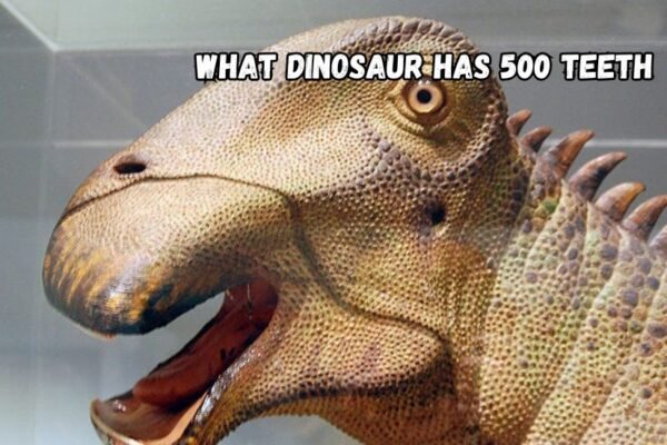 what dinosaur has 500 teeth