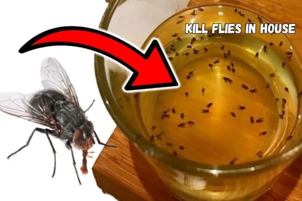 kill flies in house